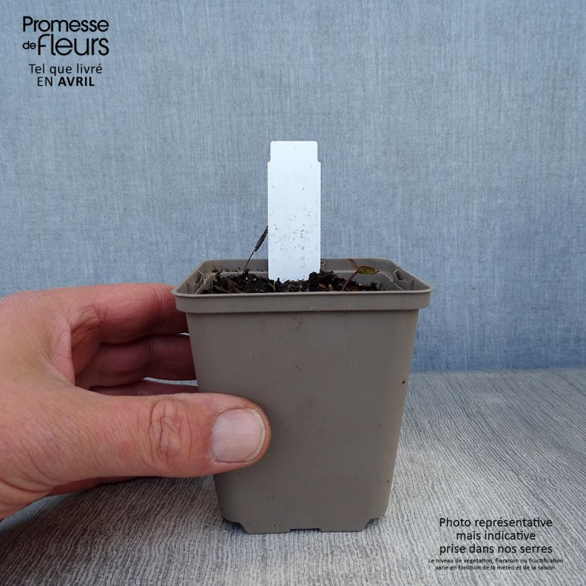 Exemplar von Astrantia Ruby Cloud - Sterndolde Kleine Töpfe von 8/9 cm wie im Frühjahr geliefert