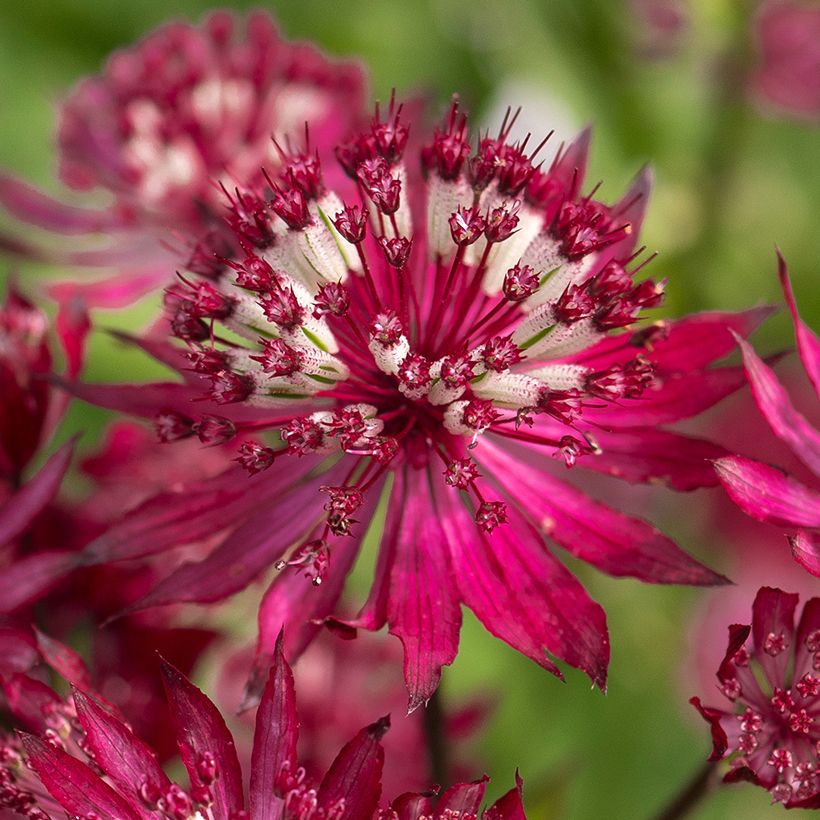 Astrantia Ruby Flame Hyrume - Sterndolde (Flowering)