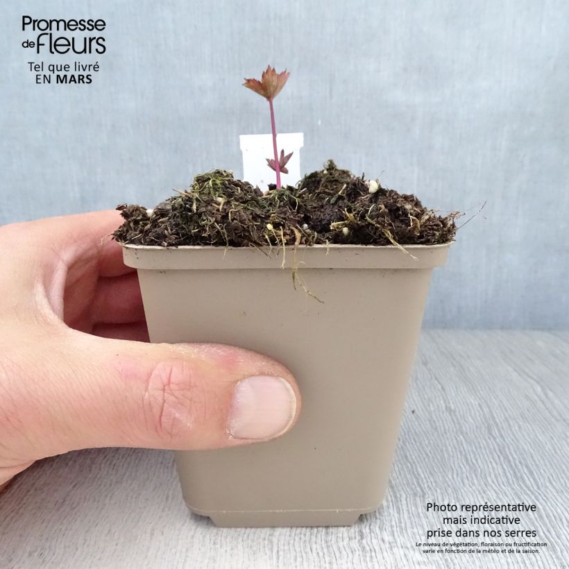 Exemplar von Astrantia Ruby Star - Sterndolde Kleine Töpfe von 8/9 cm wie im Frühjahr geliefert