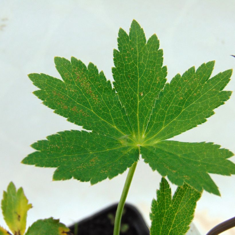 Astrantia Ruby Wedding - Sterndolde (Foliage)