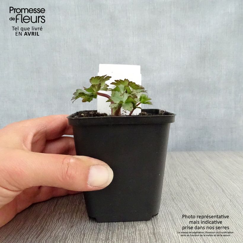 Exemplar von Astrantia Ruby Wedding - Sterndolde Kleine Töpfe von 8/9 cm wie im Frühjahr geliefert