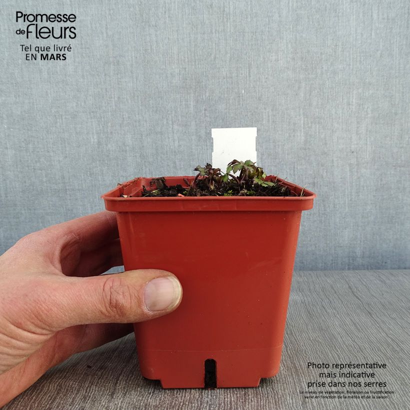 Exemplar von Astrantia Ruby Wedding - Sterndolde Topf mit 1L/1,5L wie im Winter geliefert