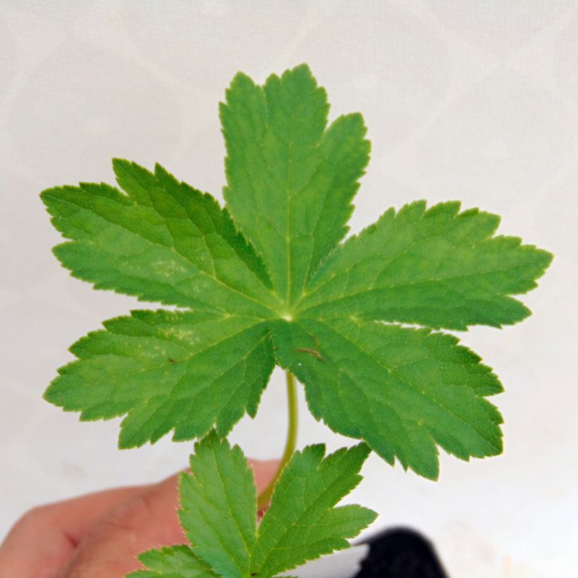 Astrantia Shaggy - Sterndolde (Foliage)