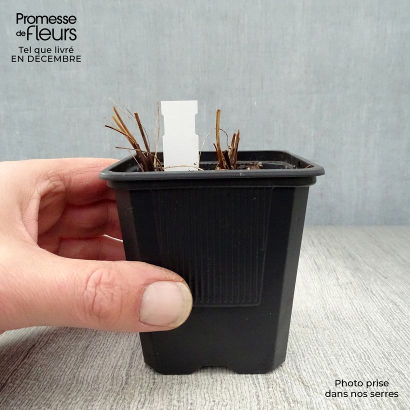 Exemplar von Astrantia Shaggy - Sterndolde Kleine Töpfe von 8/9 cm wie im Winter geliefert