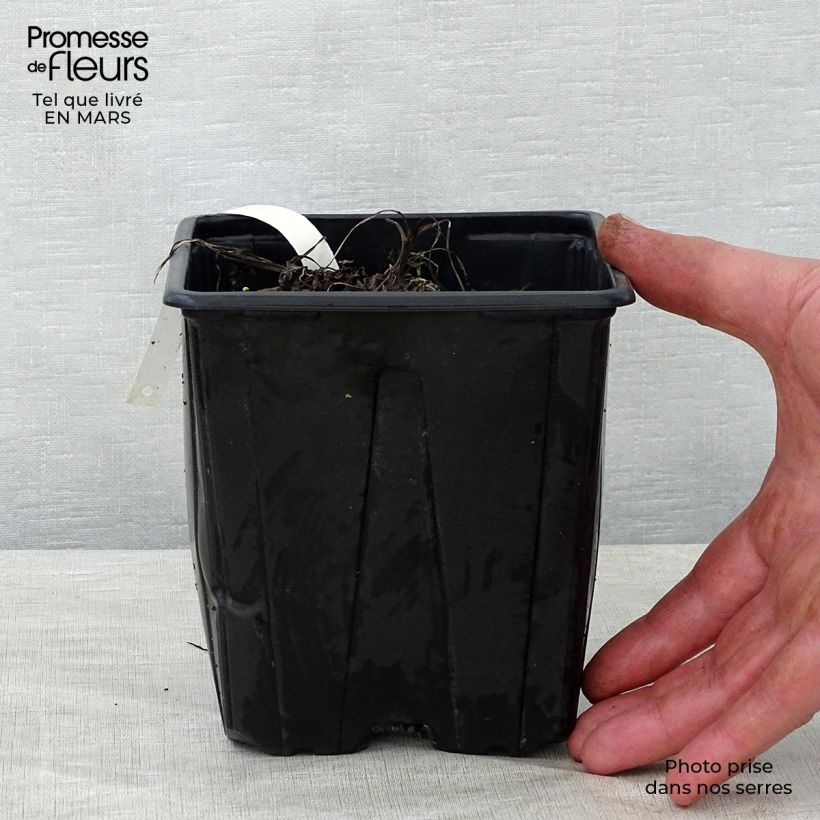 Exemplar von Astrantia Shaggy - Sterndolde Topf mit 2L/3L wie im Frühjahr geliefert