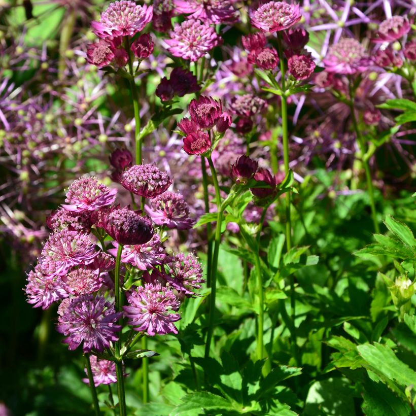 Astrantia Star of Beauty - Sterndolde (Plant habit)
