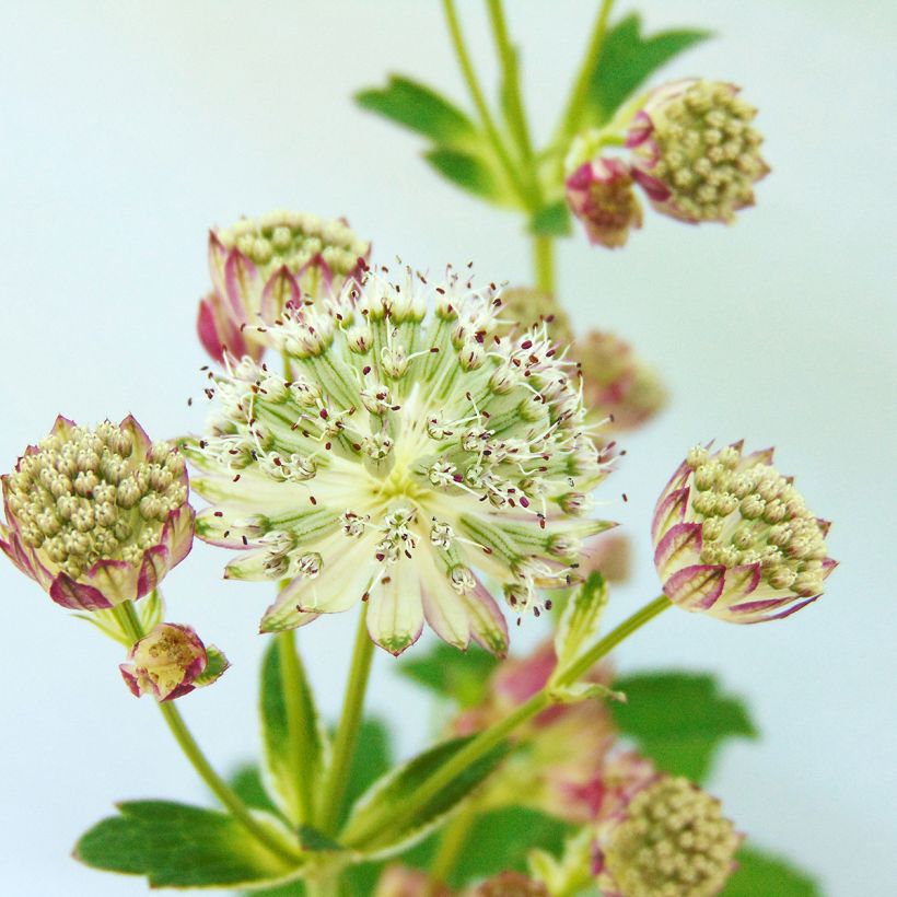 Astrantia Star of Passion - Sterndolde (Flowering)