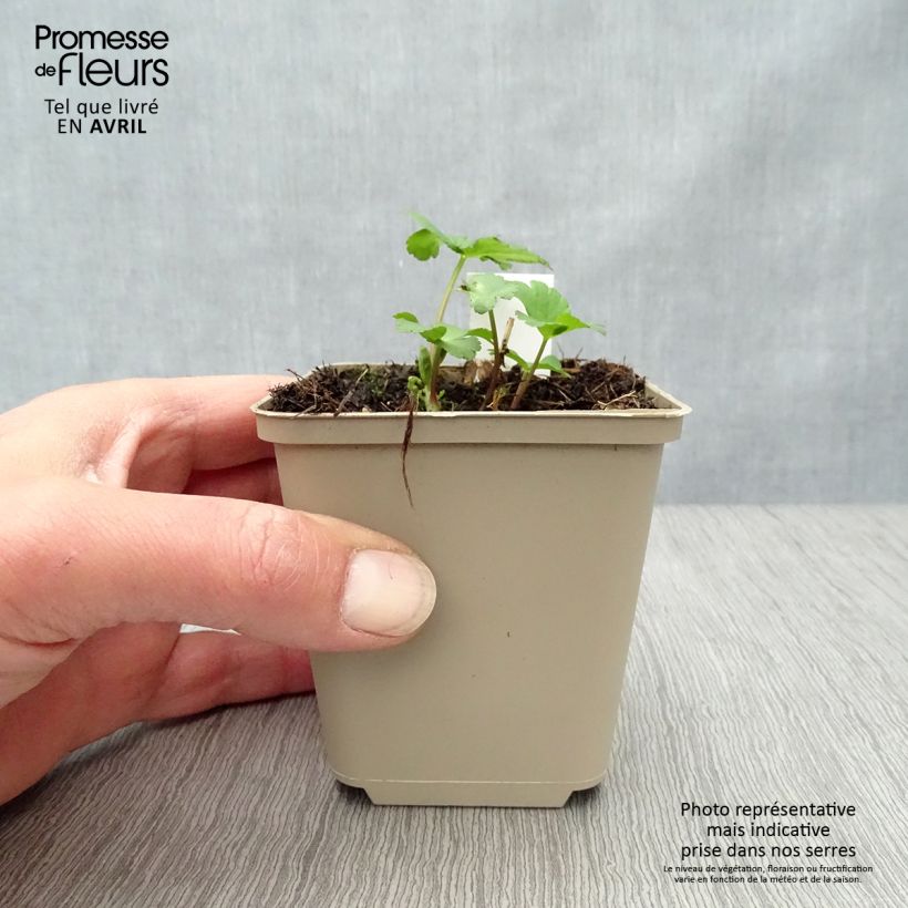 Exemplar von Astrantia Star of Passion - Sterndolde Kleine Töpfe von 8/9 cm wie im Frühjahr geliefert