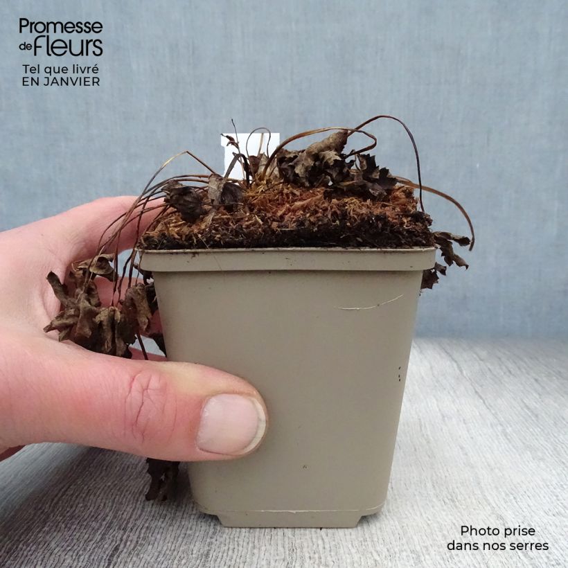 Exemplar von Astrantia Super Star - Sterndolde Kleine Töpfe von 8/9 cm wie im Winter geliefert