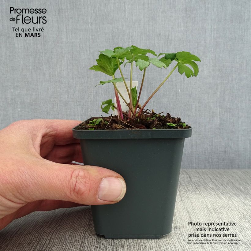 Exemplar von Astrantia Super Star - Sterndolde Kleine Töpfe von 8/9 cm wie im Frühjahr geliefert