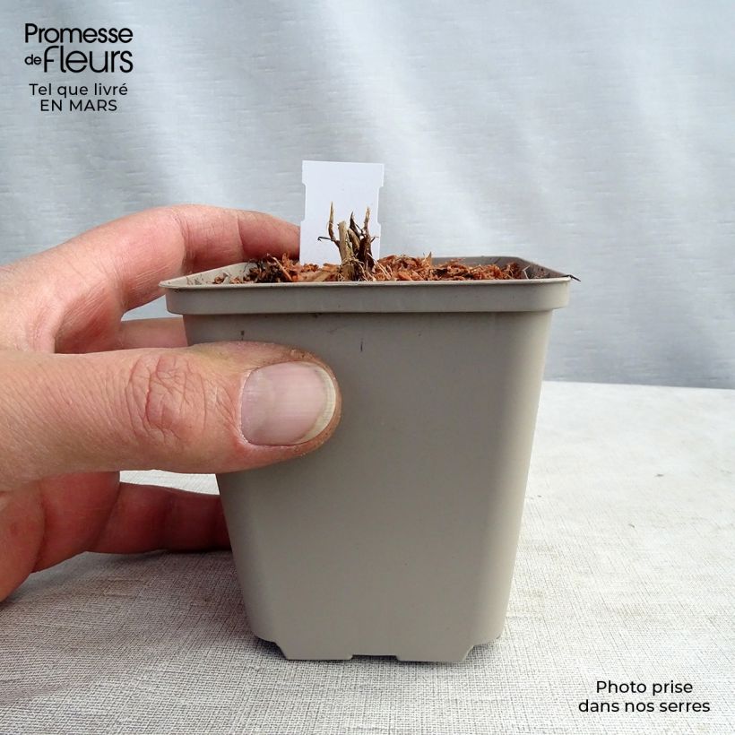 Exemplar von Astrantia White Giant - Große Sterndolde Kleine Töpfe von 8/9 cm wie im Winter geliefert