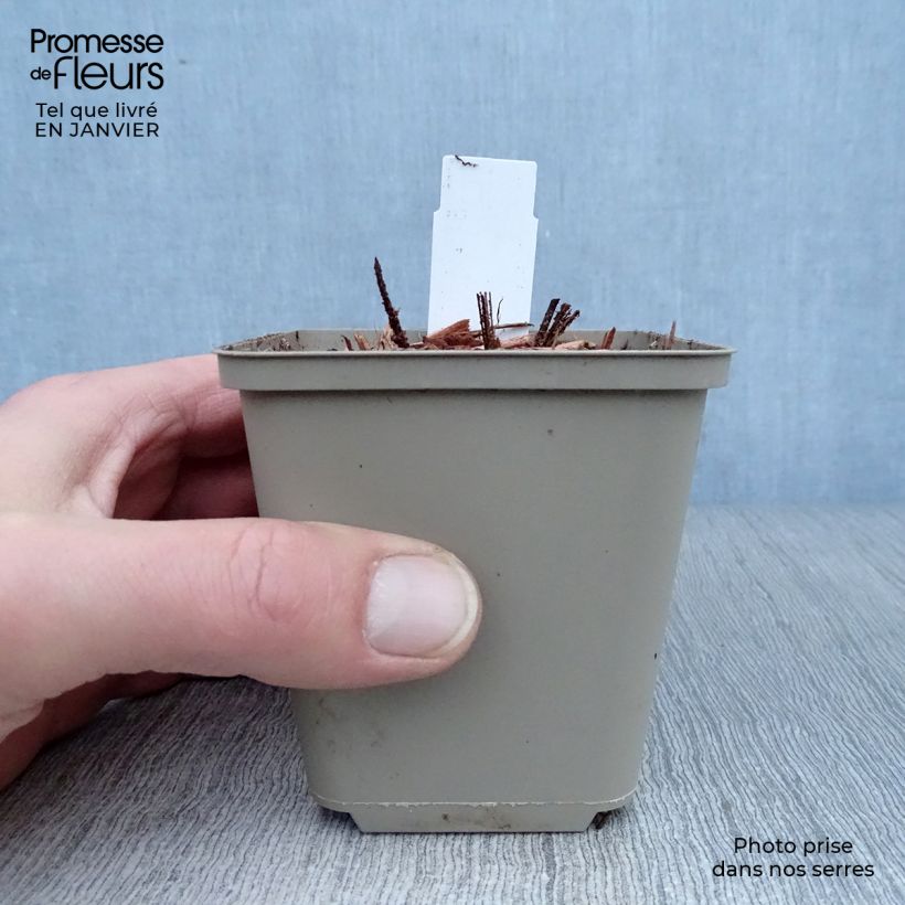 Exemplar von Astrantia maxima - Große Kaukasus-Sterndolde Kleine Töpfe von 8/9 cm wie im Winter geliefert