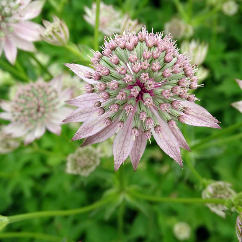 Astrantia Florence - Sterndolde (Flowering)