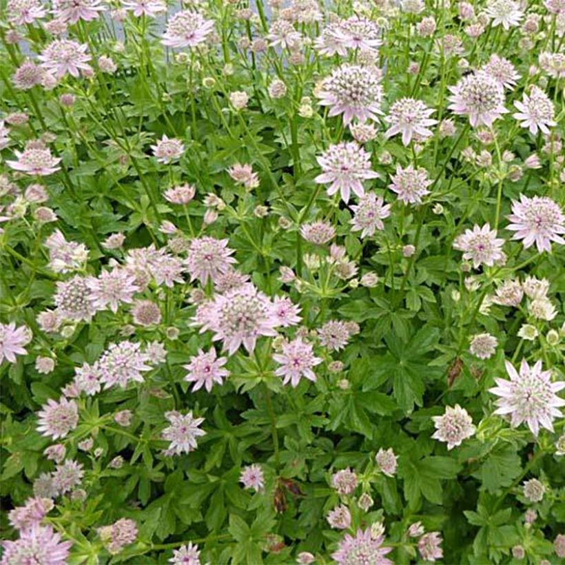Astrantia Florence - Sterndolde (Plant habit)
