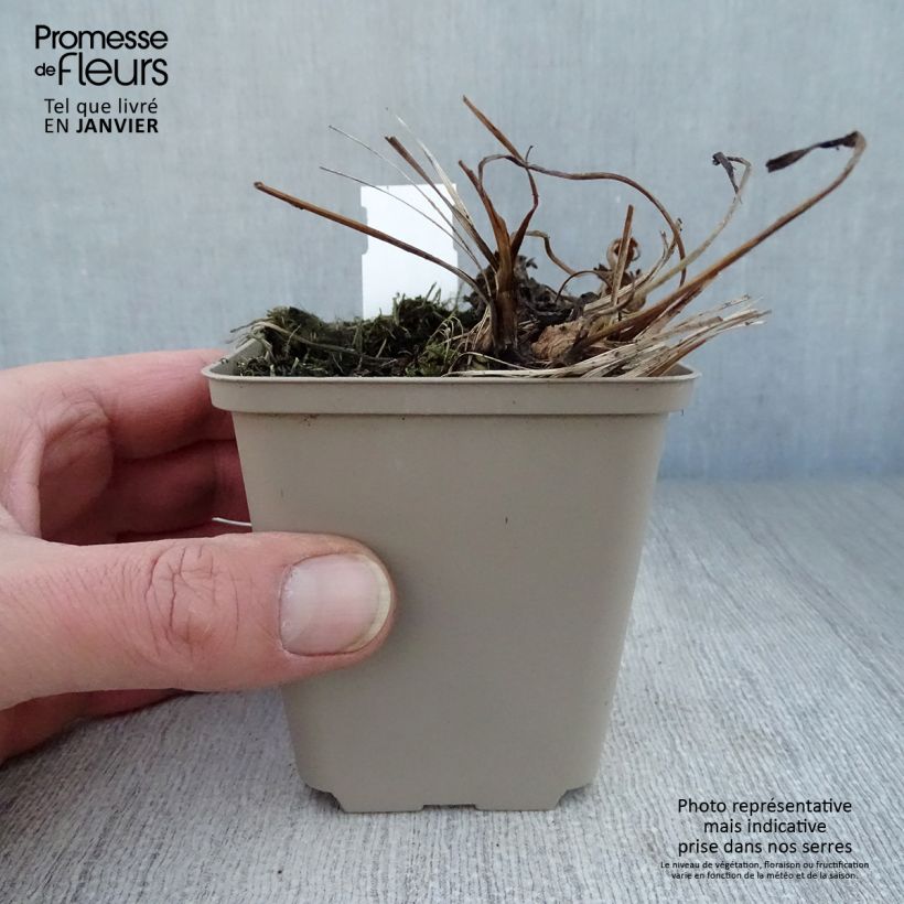 Exemplar von Astrantia Venice - Sterndolde Kleine Töpfe von 8/9 cm wie im Winter geliefert