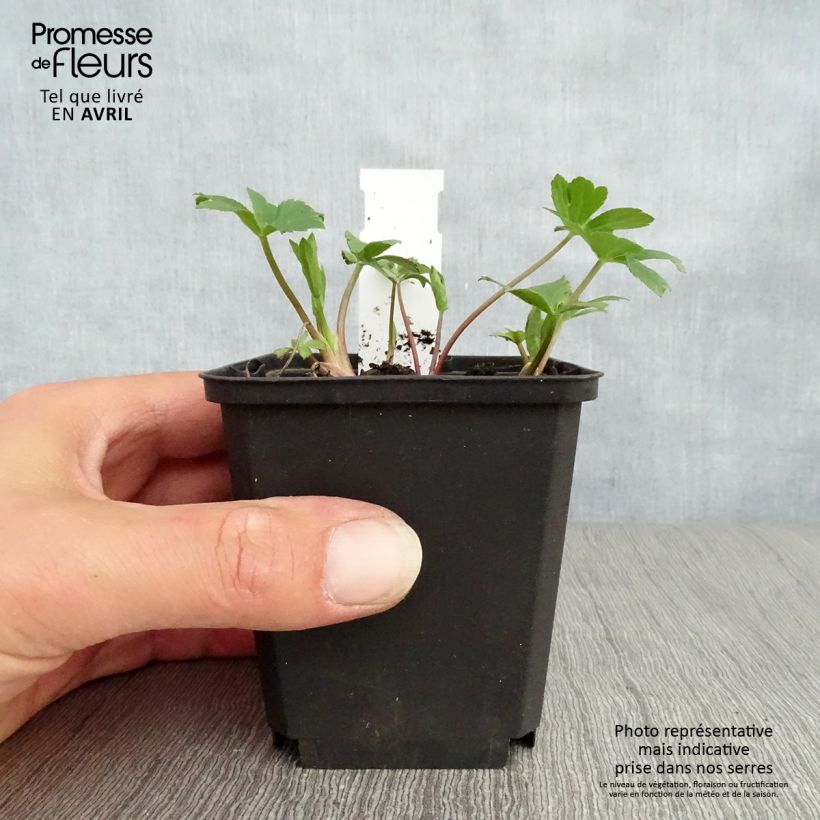 Exemplar von Astrantia Venice - Sterndolde Kleine Töpfe von 8/9 cm wie im Frühjahr geliefert