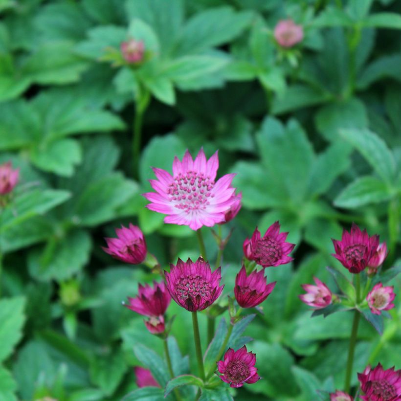 Astrantia Venice - Sterndolde (Flowering)