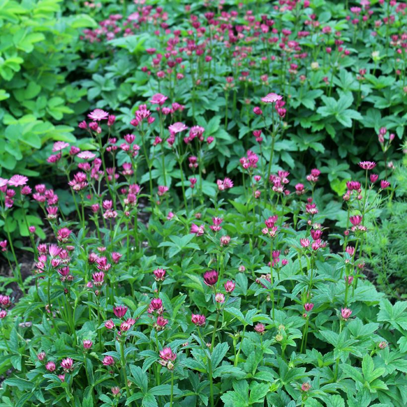 Astrantia Venice - Sterndolde (Plant habit)