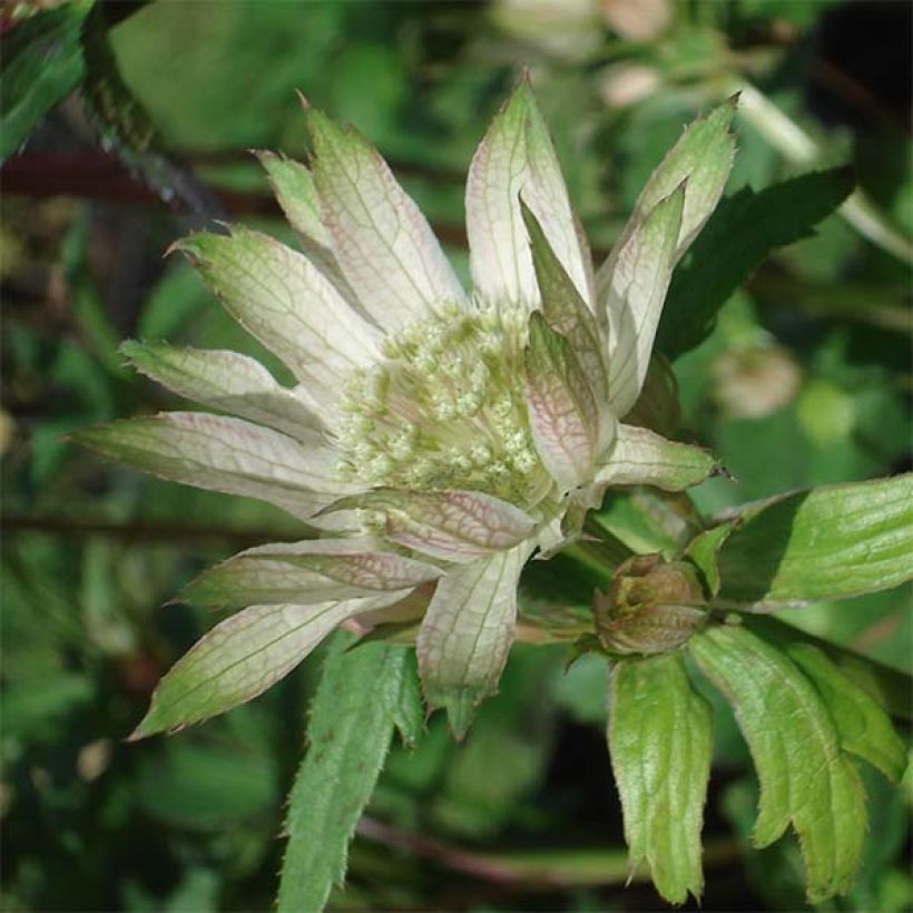 Astrantia Princesse Sturdza - Sterndolde (Flowering)