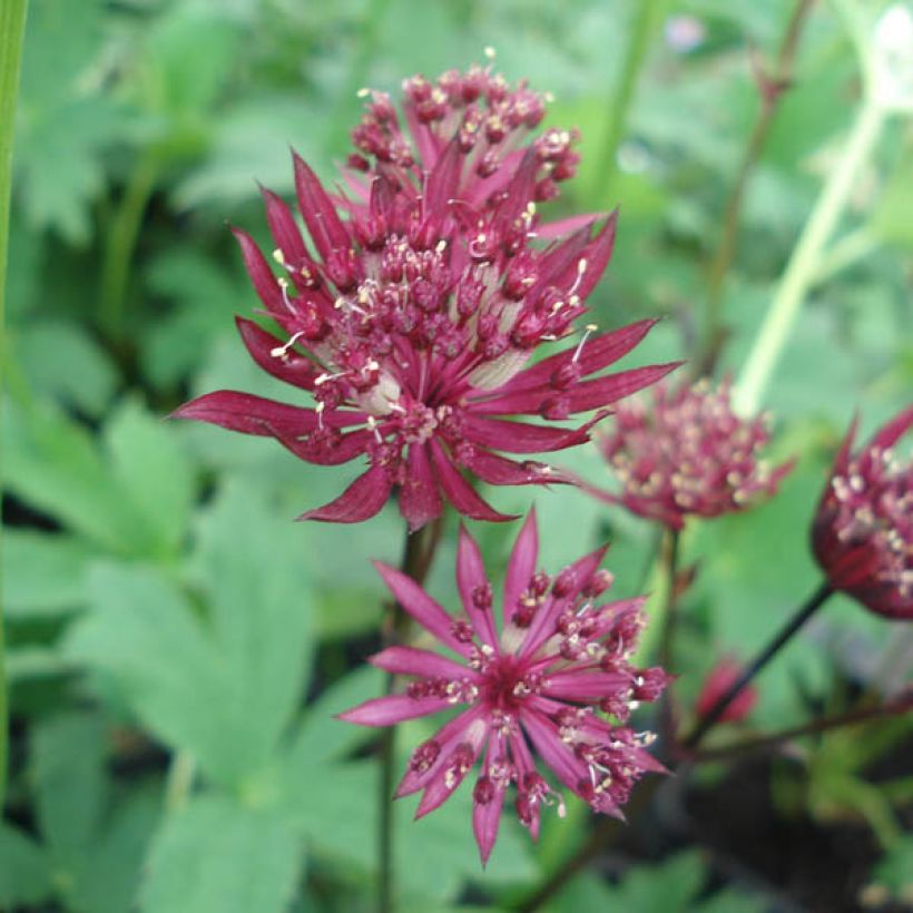 Astrantia Ruby Star - Sterndolde (Flowering)