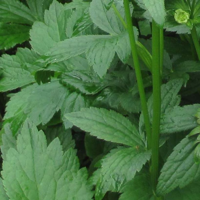 Astrantia Star of Billion - Sterndolde (Foliage)