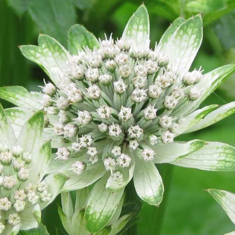 Astrantia Star of Billion - Sterndolde (Flowering)
