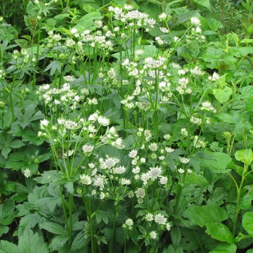 Astrantia Star of Billion - Sterndolde (Plant habit)