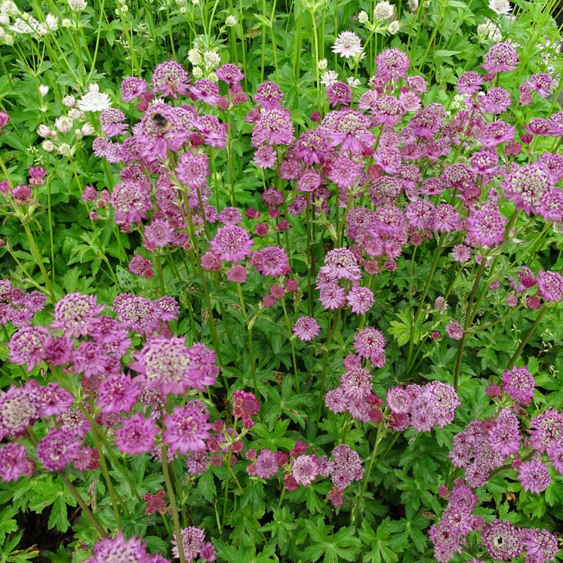Astrantia Star of Passion - Sterndolde (Plant habit)