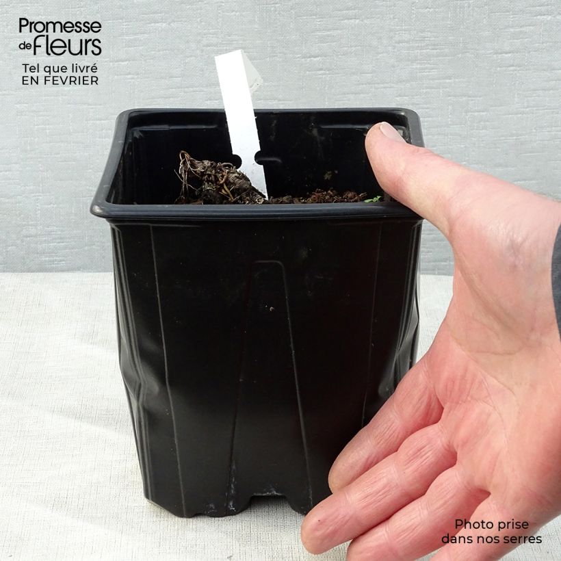Example of Astrantia major - Große Sterndolde Topf mit 2L/3L as you get in hiver