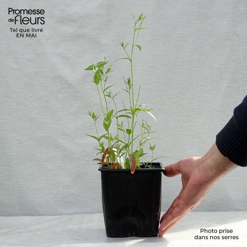 Exemplar von Astrantia major - Große Sterndolde Topf mit 2L/3L wie im Frühjahr geliefert