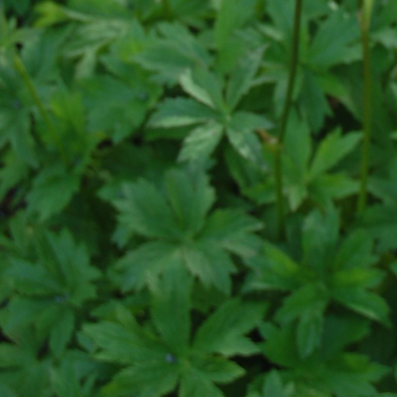 Astrantia Lars - Sterndolde (Foliage)