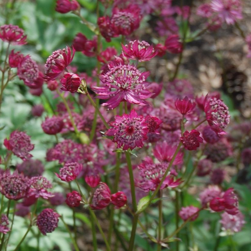 Astrantia Lars - Sterndolde (Flowering)