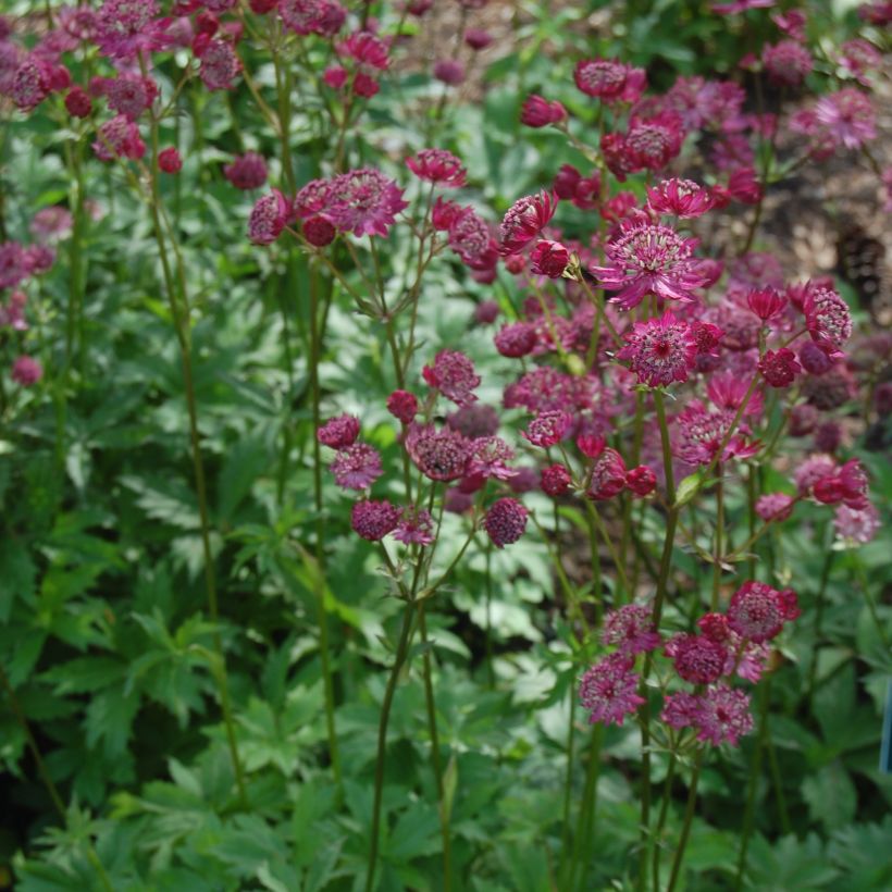 Astrantia Lars - Sterndolde (Plant habit)