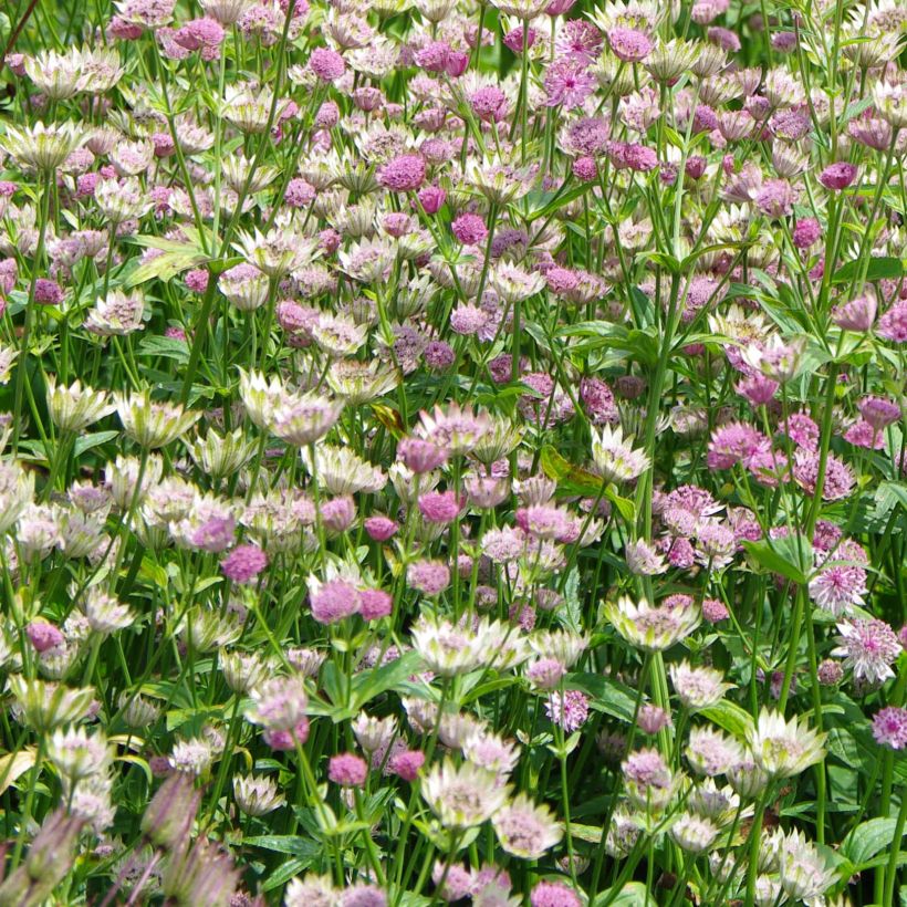 Astrantia Pink Pride - Sterndolde (Flowering)