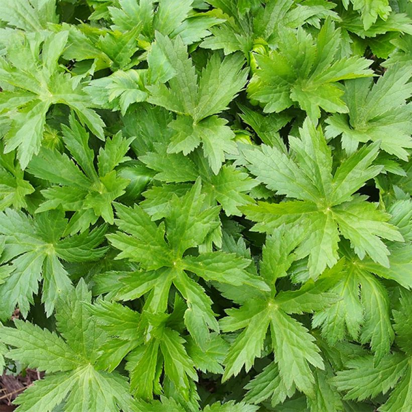 Astrantia Pink Sensation - Sterndolde (Foliage)