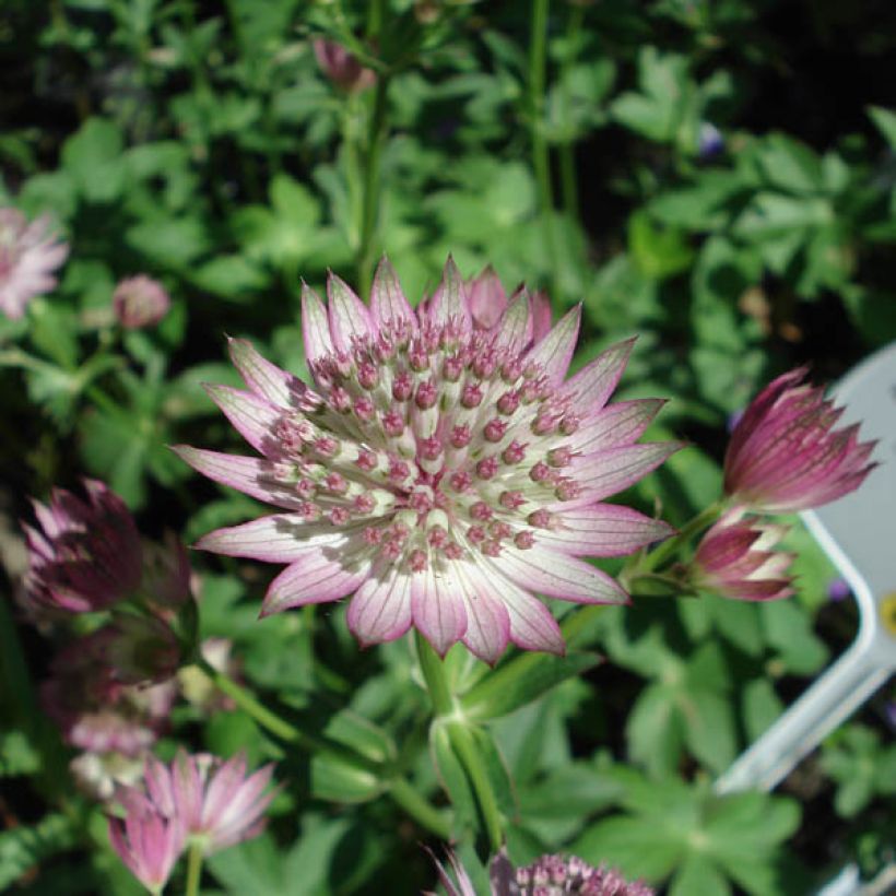 Astrantia Roma - Sterndolde (Flowering)