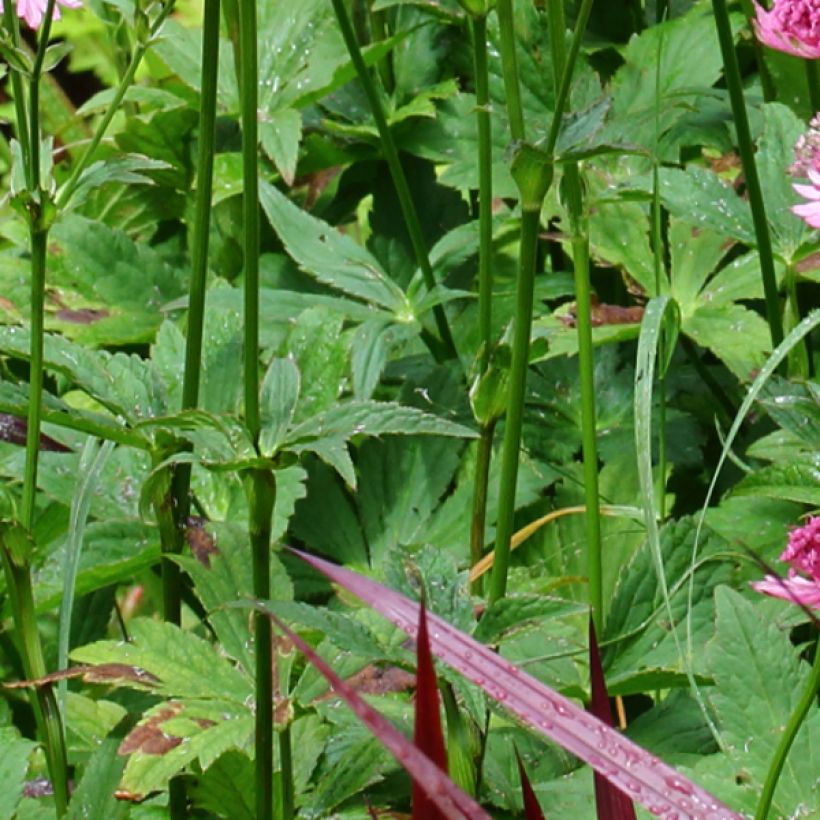 Astrantia Rosensinfonie - Sterndolde (Foliage)