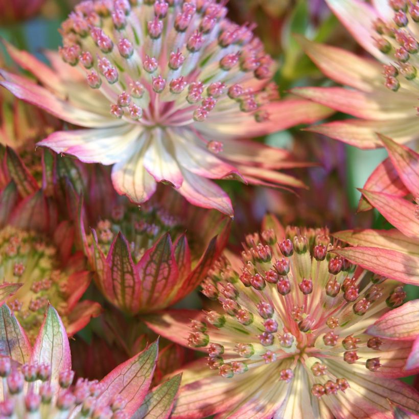 Astrantia Rosensinfonie - Sterndolde (Flowering)