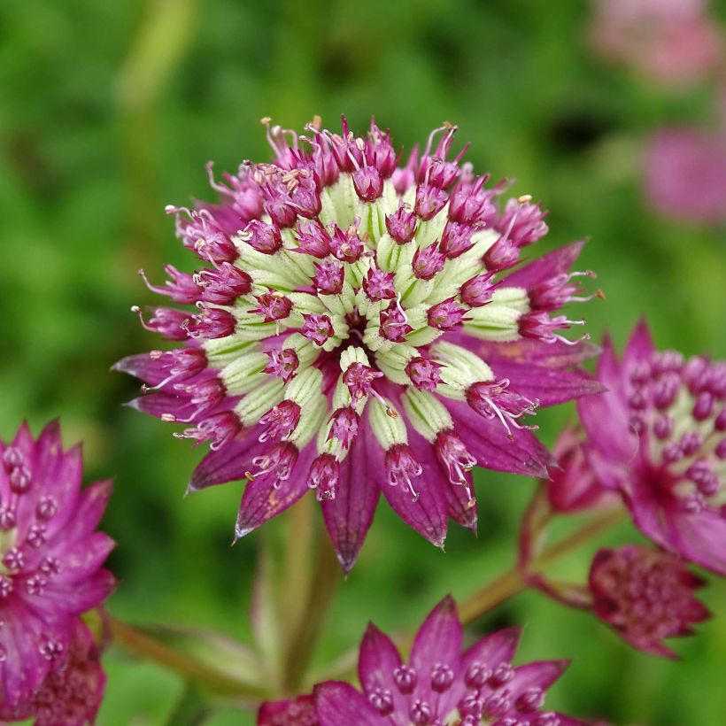 Astrantia Star of Beauty - Sterndolde (Flowering)
