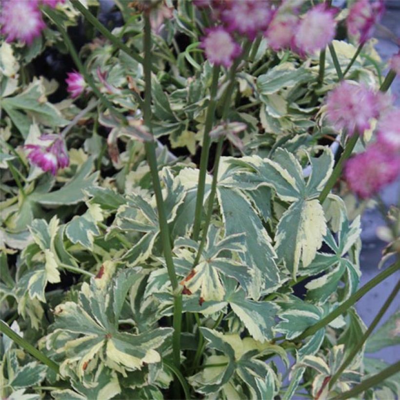 Astrantia Star of Magic - Sterndolde (Foliage)