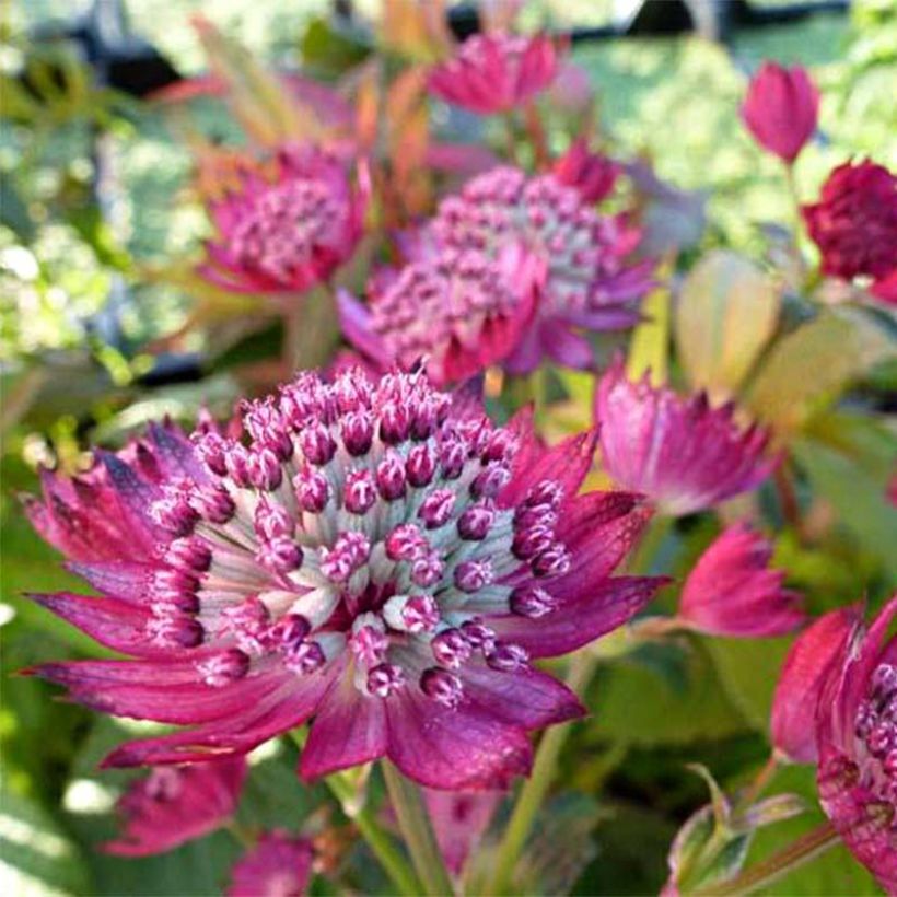 Astrantia Star of Treasure - Sterndolde (Flowering)