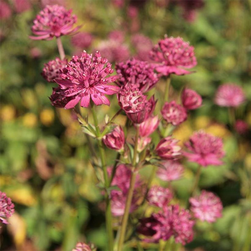 Astrantia Washfield - Sterndolde (Flowering)