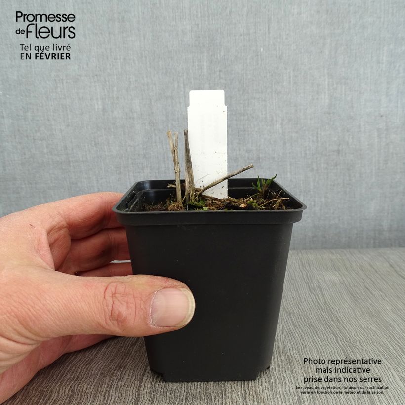 Example of Astrantia Washfield - Sterndolde Kleine Töpfe von 8/9 cm as you get in hiver