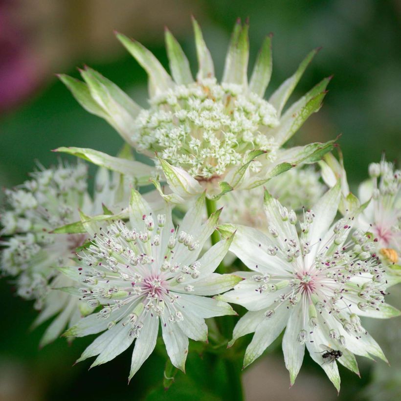 Astrantia White Giant - Große Sterndolde (Flowering)