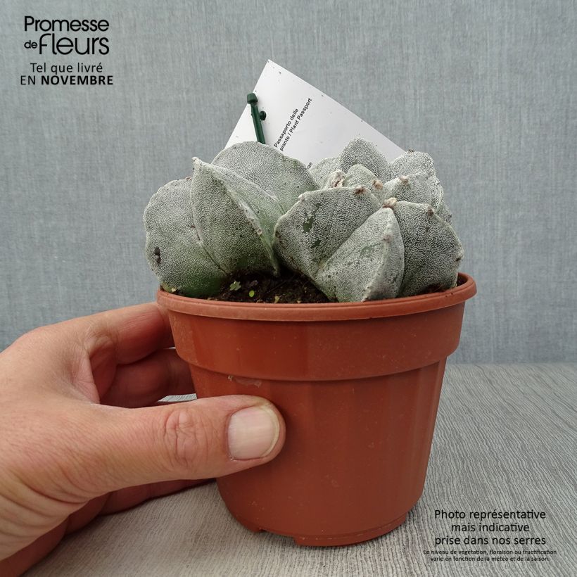 Example of Astrophytum myriostigma - Bischofsmütze Topf 12 cm / 13 cm as you get in automne