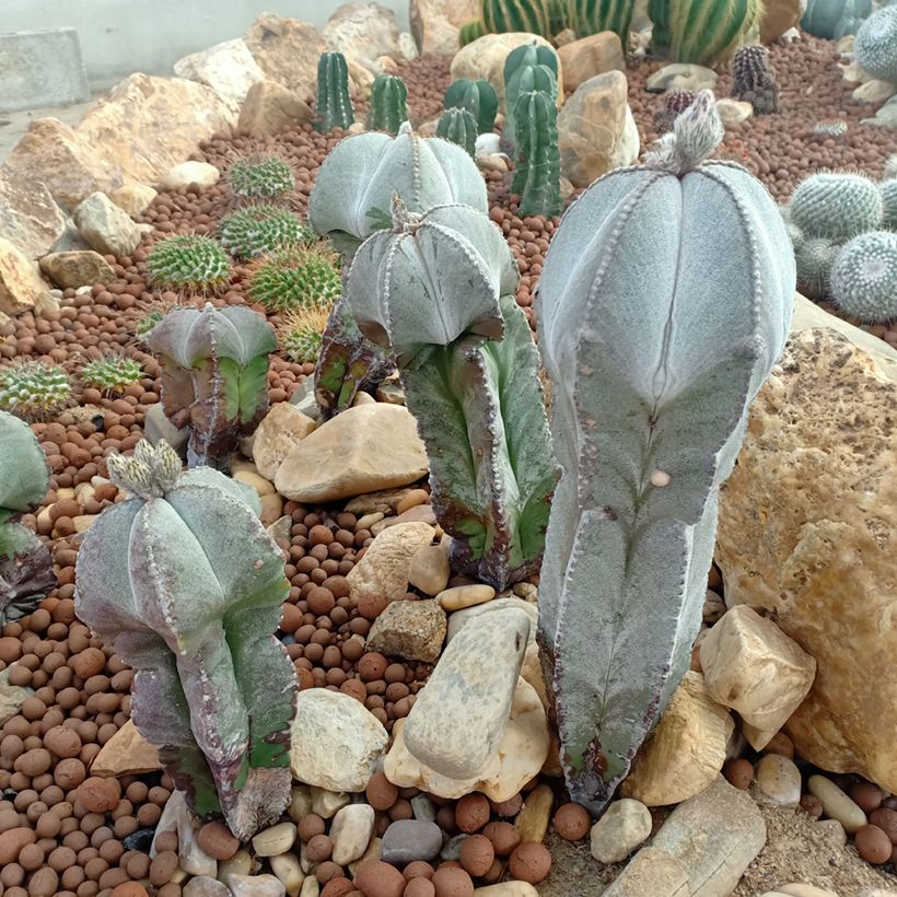 Astrophytum myriostigma - Bischofsmütze (Hafen)