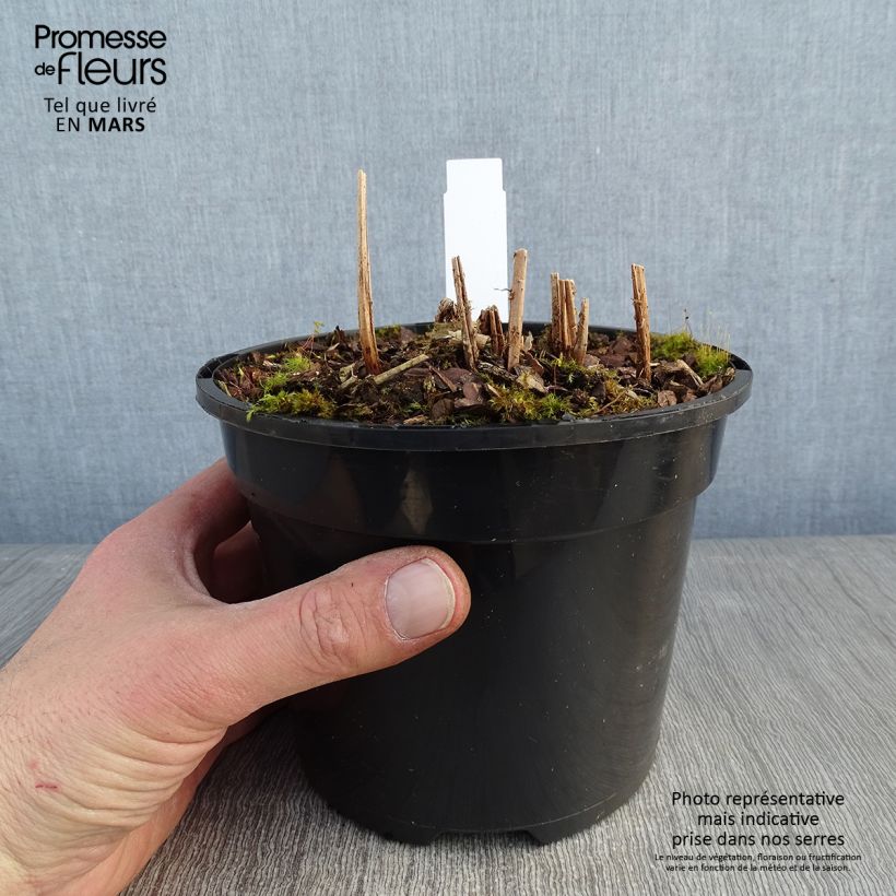 Example of Athyrium niponicum var. pictum Ghost - Regenbogenfarn Topf mit 2L/3L as you get in hiver