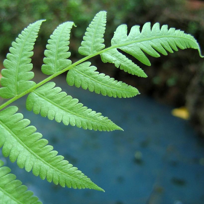 Athyrium filix-femina - Wald-Frauenfarn (Foliage)