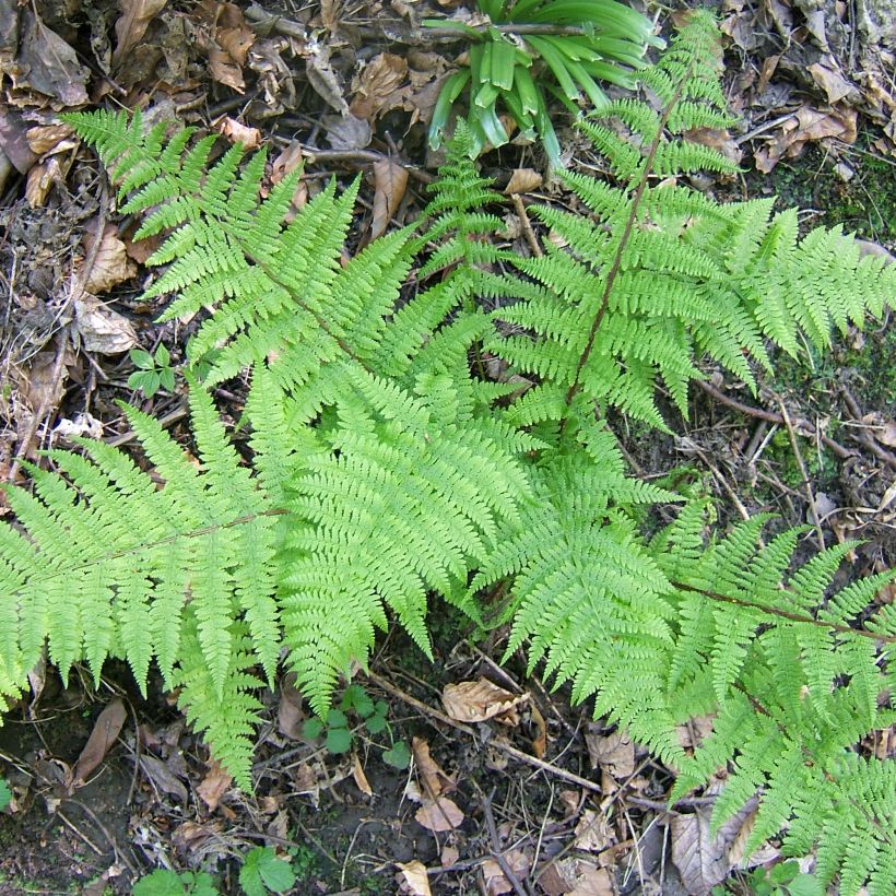 Athyrium filix-femina Cruciatum Group - Wald-Frauenfarn (Plant habit)