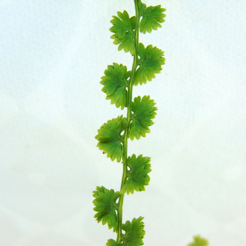 Athyrium filix-femina Frizelliae - Wald-Frauenfarn (Foliage)